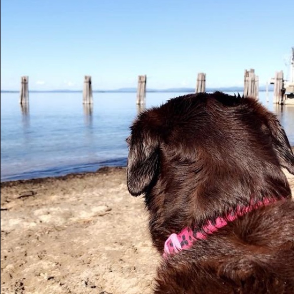 Meet your Posher, Annie